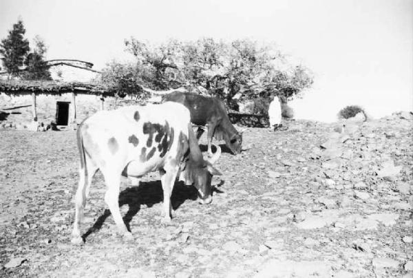 Viaggio in Africa. Afalba - bovini - spiazzo - capanna