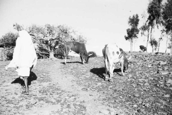 Viaggio in Africa. Afaalba - bovini al pascolo