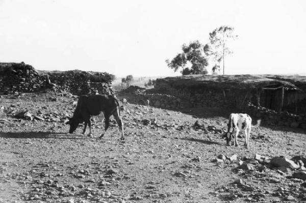 Viaggio in Africa. Afaalba - bovini al pascolo