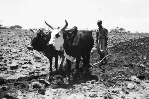 Viaggio in Africa. Afaalba - Hamasien - aratura - agricoltore - bovini aggiogati