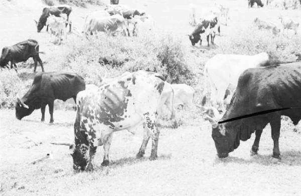 Viaggio in Africa. Zebù al pascolo