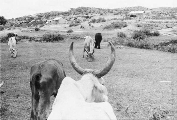 Viaggio in Africa. Zebù al pascolo