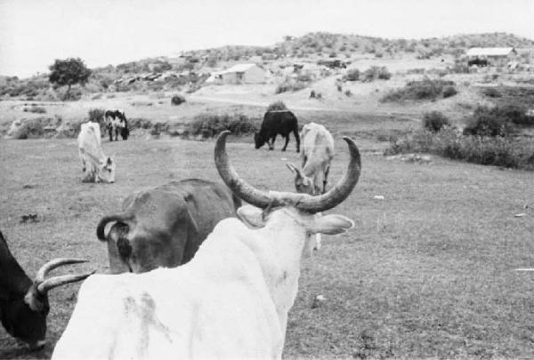 Viaggio in Africa. Zebù al pascolo