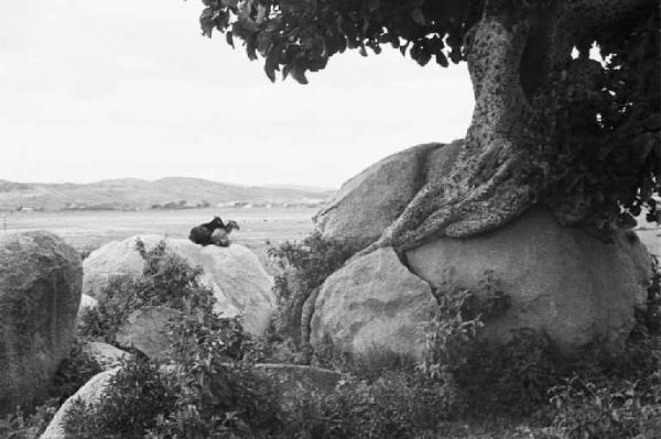 Viaggio in Africa. Paesaggio con caprette e albero di sicomoro