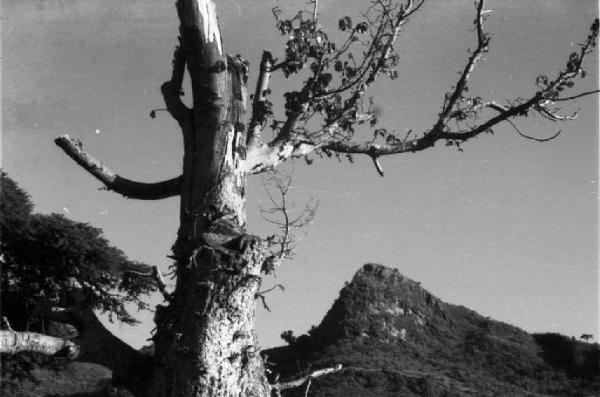 Viaggio in Africa. Paesaggio africano: tronco d'albero e, in secondo piano, rocce coperte da bassa vegetazione