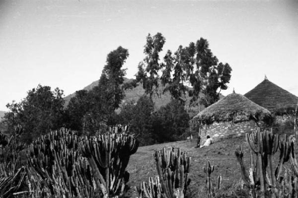 Viaggio in Africa. Paesaggio africano: villaggio di capanne tra la vegetazione (alberi ad alto fusto, cactus e piante di agave)