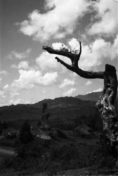 Viaggio in Africa. Paesaggio africano: tronco d'albero. In secondo piano un villaggio di capanne tra la vegetazione