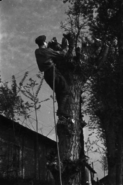 Militare imbraga un albero da abbattere per costruire una passerella lungo le sponde del Ticino