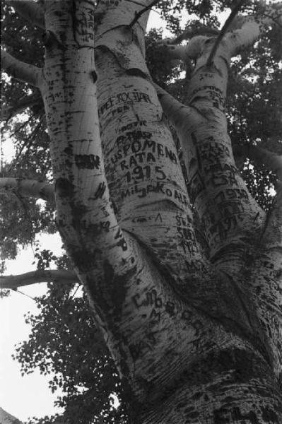 Viaggio in Jugoslavia. Stazione di Spalato: particolare ravvicinato di tronco d'albero - si riconoscono numerose scritte sul tronco medesimo