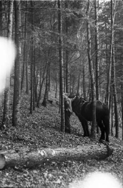 Internamento in Svizzera. Reiden: soldato a cavallo nella boscaglia