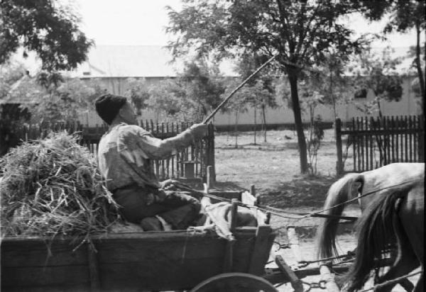 Campagna di Russia. Bessarabia - Soroki - contadino - carro di fieno trainato da cavalli