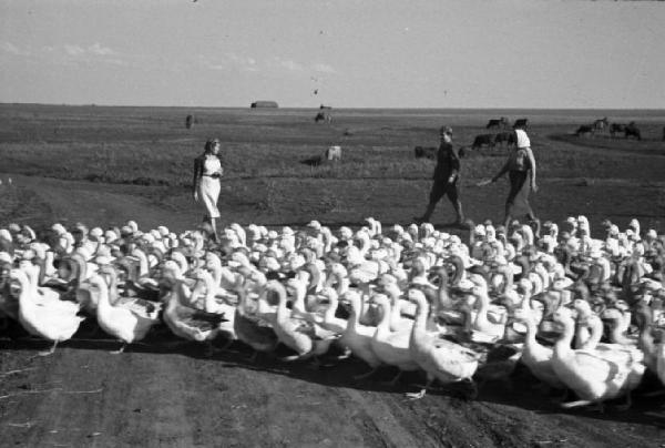 Campagna di Russia. Ucraina - kolkoz di Alferowo - oche