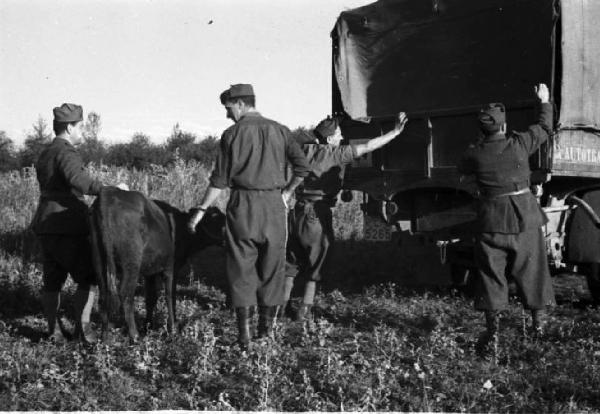 Campagna di Russia. Ucraina - kolkoz di Alferowo - cattura di un vitello - militari - approviggionamento[?]