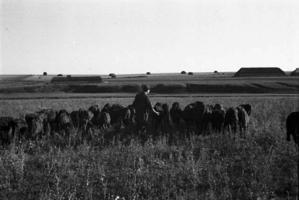 Campagna di Russia. Ucraina - kolkoz di Alferowo - mandria di bovini - militare - approviggionamento[?]