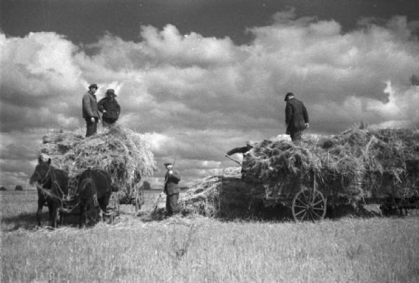 Campagna di Russia. Ucraina - dintorni di Mogila Surijska [?] - raccolta del fieno - contadini - carri trainati da cavalli