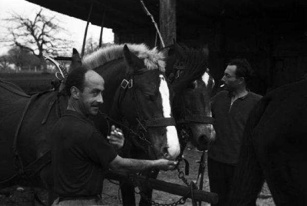 Internamento in Svizzera. Subingen. La famiglia di Don Mangili. Uomo che accarezza il muso di due cavalli da tiro