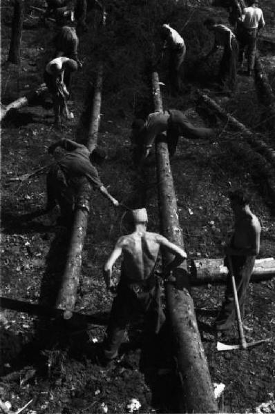 Internamento in Svizzera. Woeschnau. Lavori di disboscamento