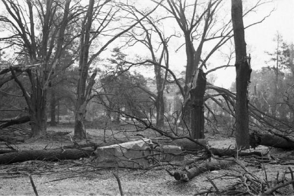 Italia Seconda Guerra Mondiale. Milano. La città dopo il bombardamento del 12 agosto 1943, alberi abbattuti e inceneriti nei giardini di via Palestro