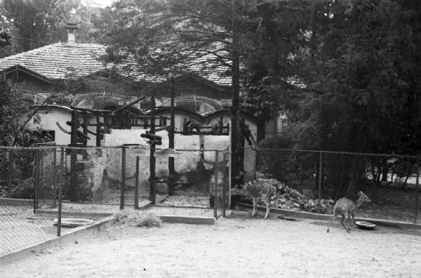 Italia Seconda Guerra Mondiale. Milano. La città dopo il bombardamento del 12 agosto 1943, la gabbia dei cerbiatti nello zoo dei giardini di via Palestro
