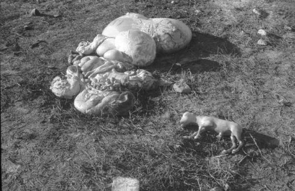 Campagna di Russia. Ucraina - Slavianka [?] - feto e interiora di animale