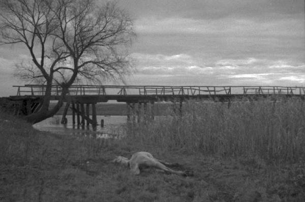 Campagna di Russia. Ucraina - Slavianka [?] - cavallo morto - ponte