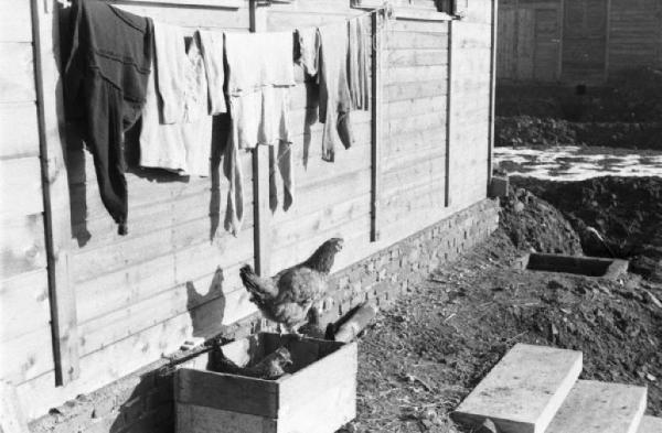 Italia Dopoguerra. Milano - Quartiere Baggio - Scorcio di un'abitazione prefabbricata con panni stesi lungo la facciata sotto i quali c'è una coppia di galline