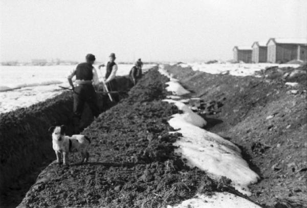 Italia Dopoguerra. Milano - Quartiere Baggio - Gruppo di operai scava un lungo canale nei pressi degli edifici prefabbricati. Un cane in primo piano