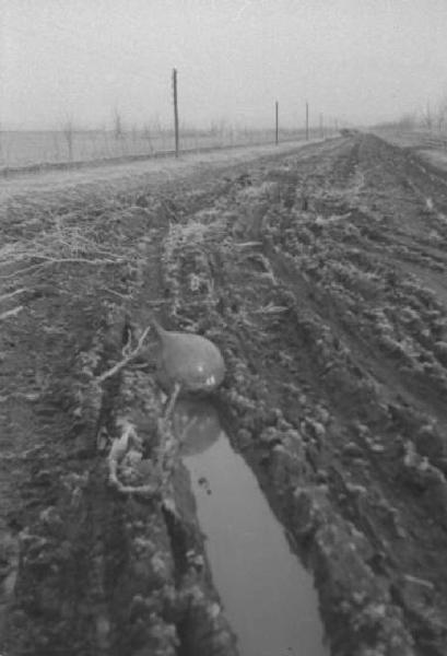 Campagna di Russia. Ucraina - strada ricoperta di fango