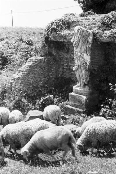 Via Appia Antica. Gregge di pecore al pascolo tra resti romani