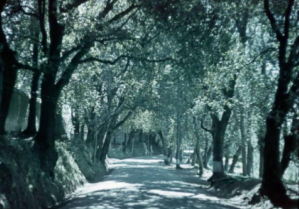 Castel Gandolfo. Viale alberato