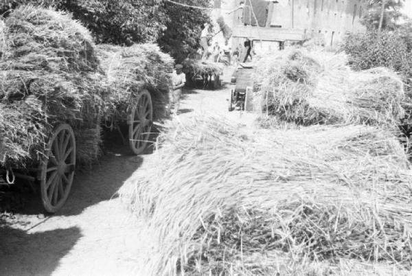 Inzago. Trebbiatura. Carri che trasportano le fascine di grano e contadini al lavoro