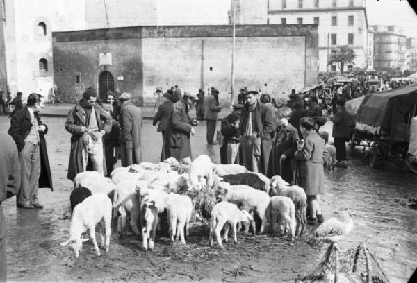 Italia Dopoguerra. Napoli. Mercato. Venditore di bestiame con gregge di pecore