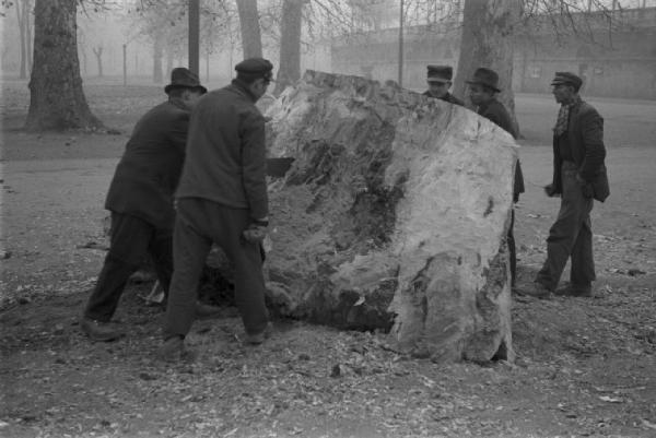 Milano. Taglio di un grosso tronco d'albero al parco