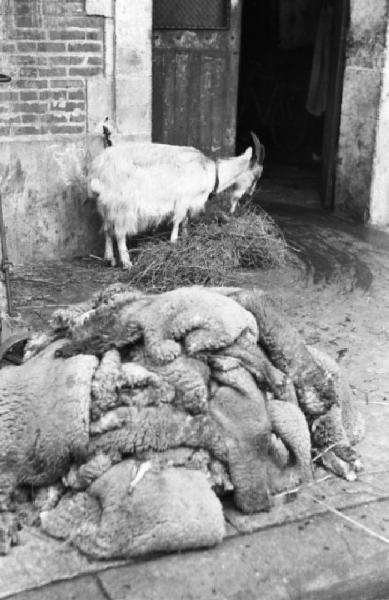 Parigi. Capra bruca il fieno presso un portone. Pelli di pecora ammassate