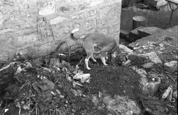 Normandia. Caen. Un cane raspa tra le macerie