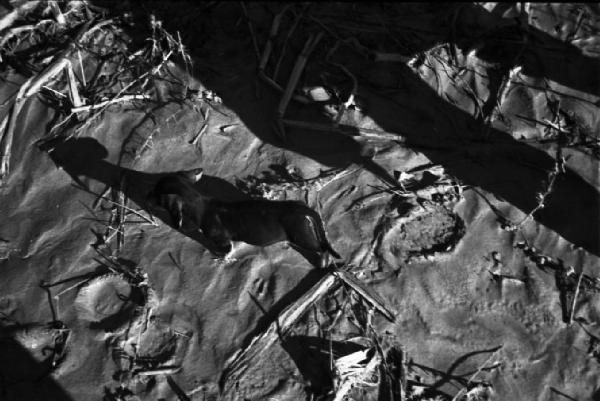 Italia Dopoguerra. Roma. Ponte sul Tevere in costruzione. Opere di consolidamento lungo le sponde del fiume. Cane bassotto tra il fango