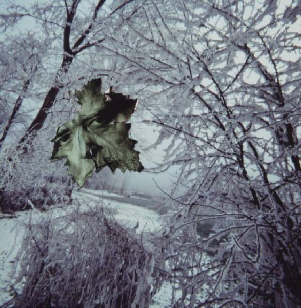 Klaustrofobia. Ritratto maschile - autoritratto dell'artista "Foglia" su fondale "Inverno"