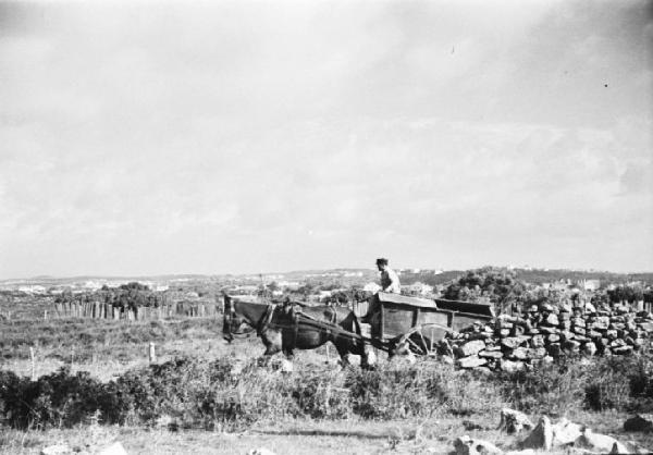 Dintorni di Cascais. Carro trainato da un cavallo attraversa la campagna