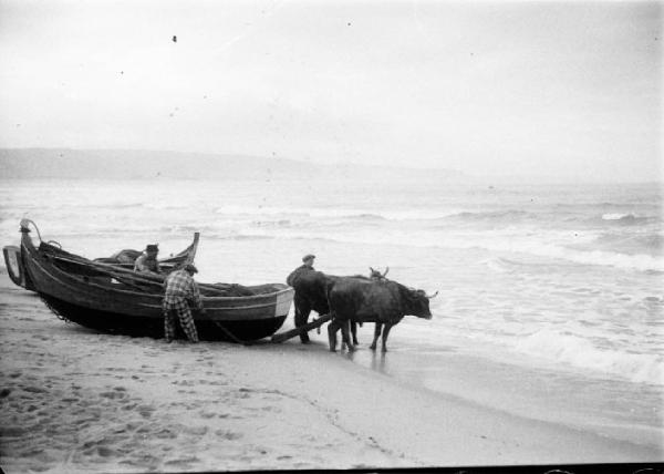 Spiaggia di Nazaré - buoi aggiogati per il trasporto delle barche da pesca in secca