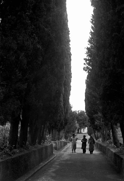 Sopralluogo per il film "Tosca". Tivoli - Villa Adriana - Sito archeologico - Viale alberato - Sopralluogo per il film "Tosca" con i registi Jean Renoir, Carl Koch