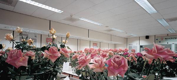 Immagini e Testi - Notazioni visive/ Images and Texts - Visual Notations. Paesi Bassi - Aalsmeer - Aalsmeer Flower Auction (asta dei fiori) - Interno - Sala del controllo qualità - Fiori: rose rosa su tavoli