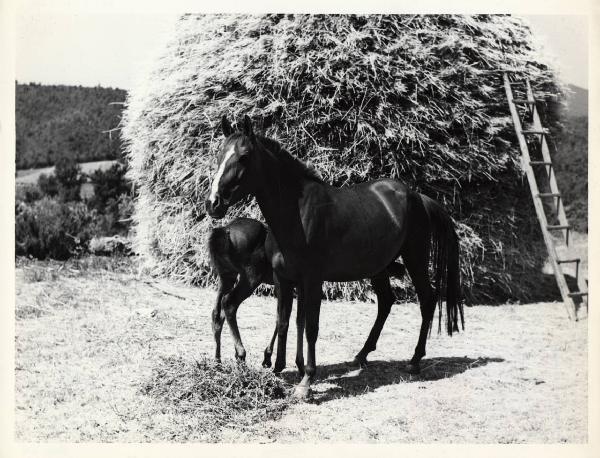 Boccheggiano - Azienda agricola - Cavalli