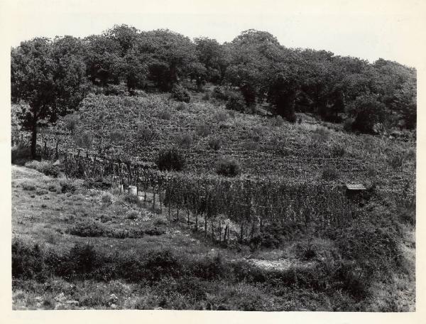 Boccheggiano - Azienda agricola - Vigneti