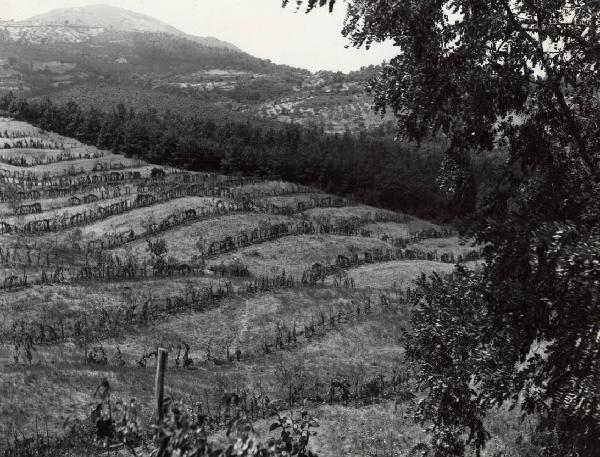 Boccheggiano - Azienda agricola - Vigneti