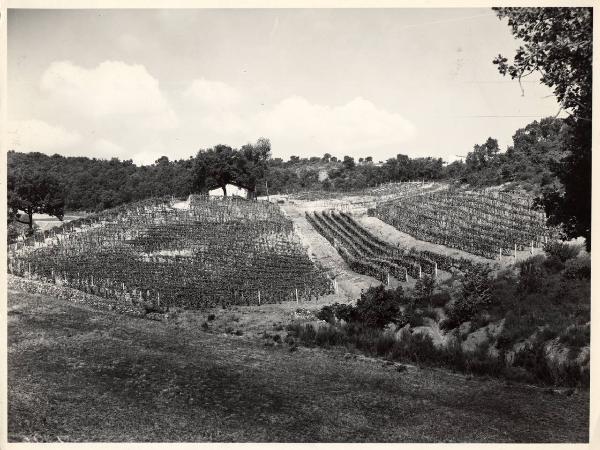 Massa Marittima - Azienda agricola - Vigneti