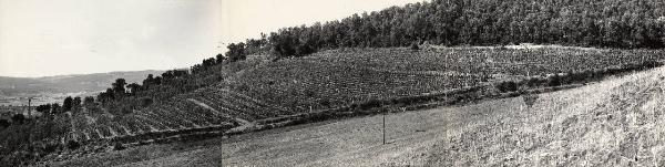 Massa Marittima - Azienda agricola