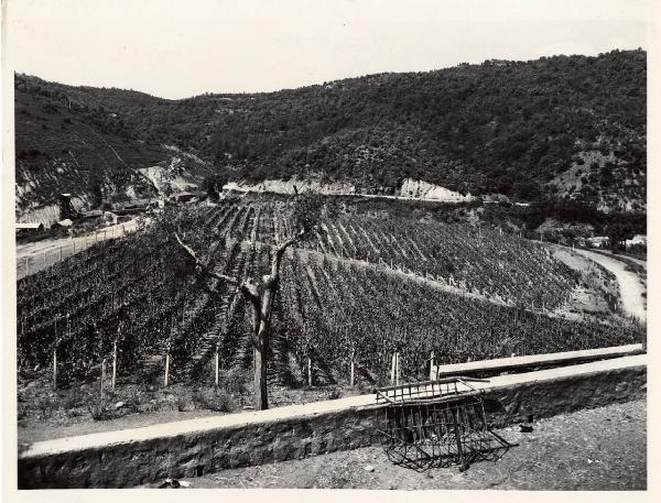 Massa Marittima - Azienda agricola - Vigneti