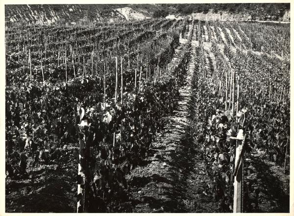 Massa Marittima - Azienda agricola - Vigneti