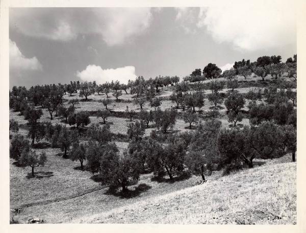 Massa Marittima - Azienda agricola - Uliveto