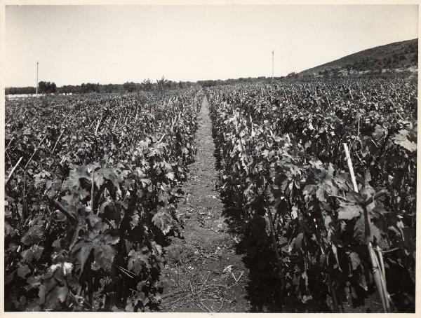 Orbetello - Azienda agricola - Vigneti